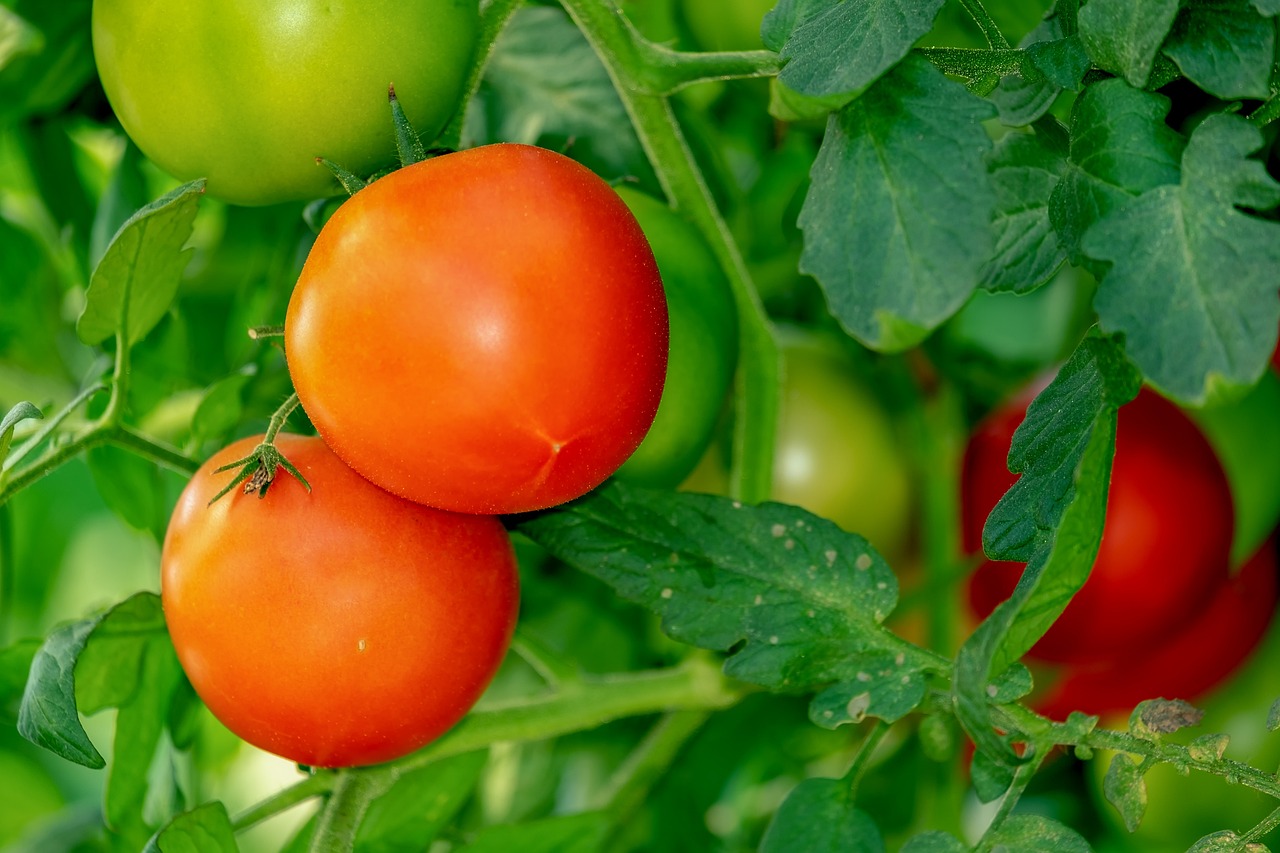 Top 5 Tips for Growing Healthy Tomatoes